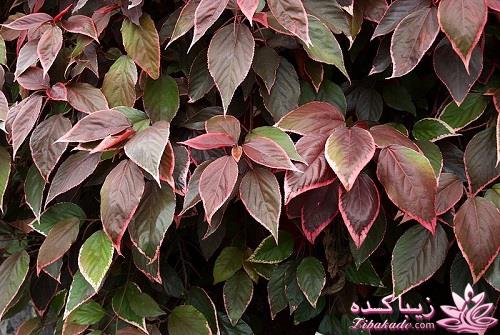 گیاهان آپارتمانی 